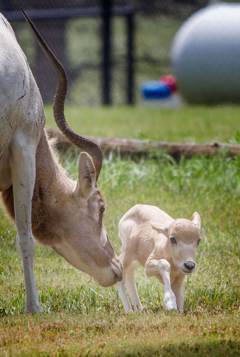 Baby Animals: Calf 3