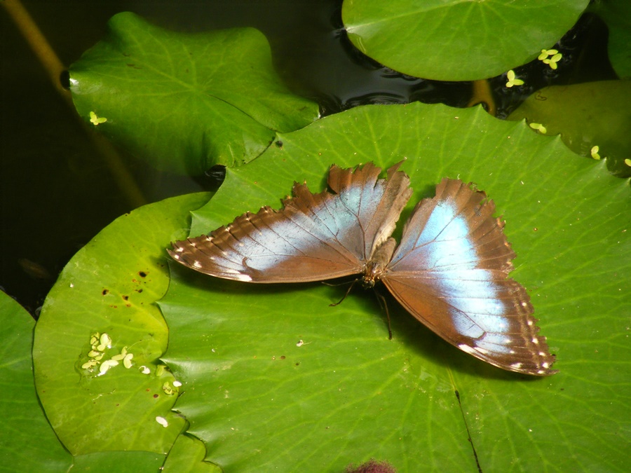 photographing New Zealand Thames Butterfly House