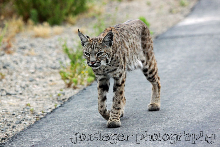 Northern Illinois Birder Lynx / Bobcats and Birds don't mix...