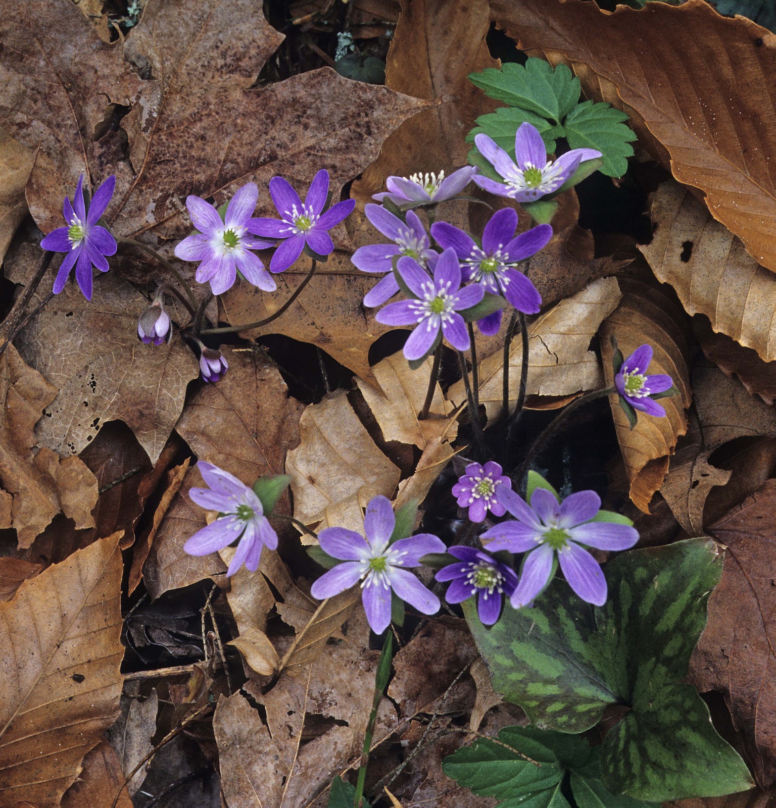 Kentucky Native Plant and Wildlife Plant of the week