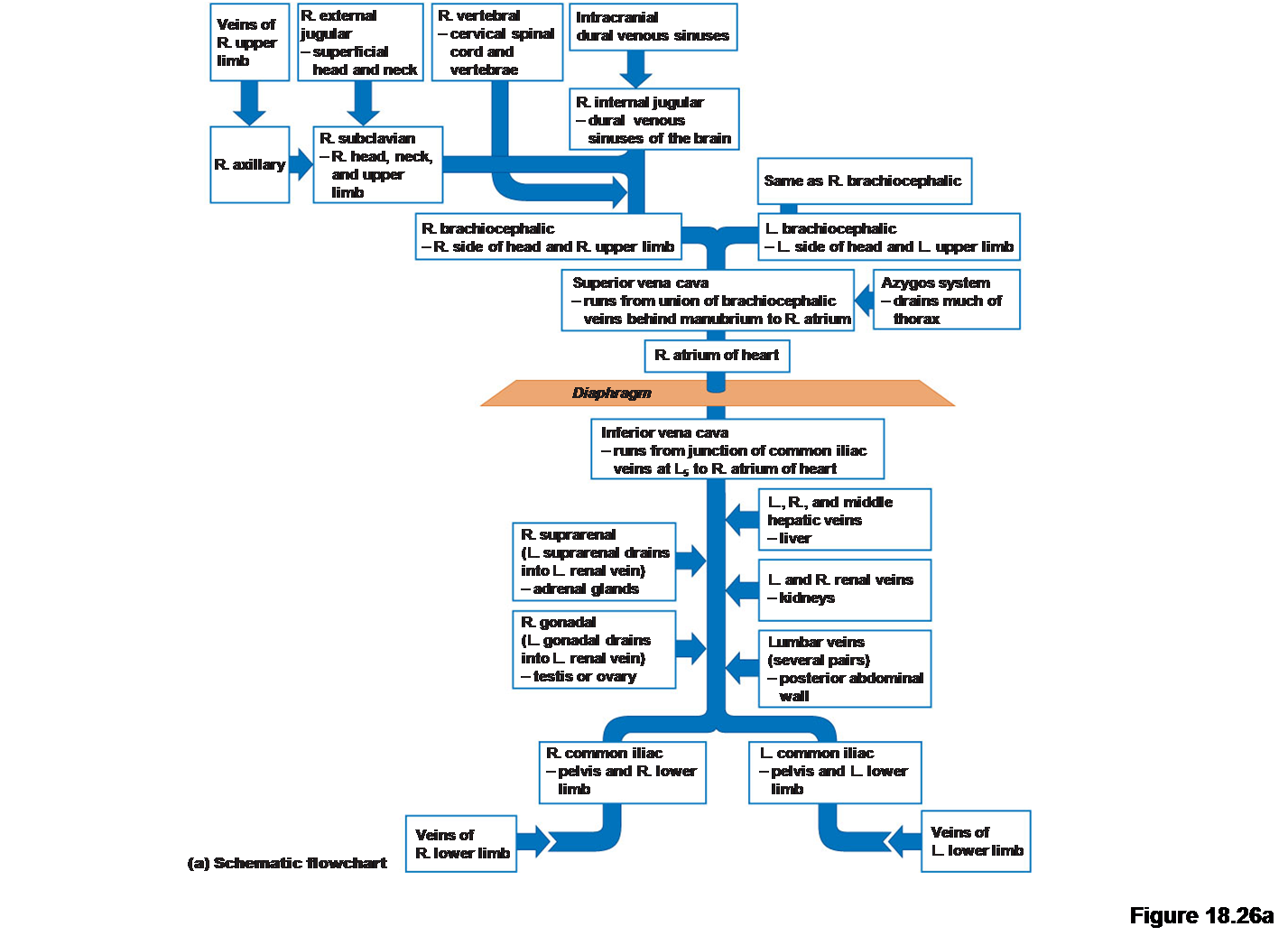 Brenda's A & P Eportfolio: Objective 31 & 32: Aorta and the Vena Cavas
