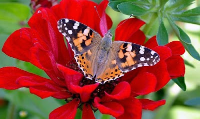 Butterfly Images Butterfly Images