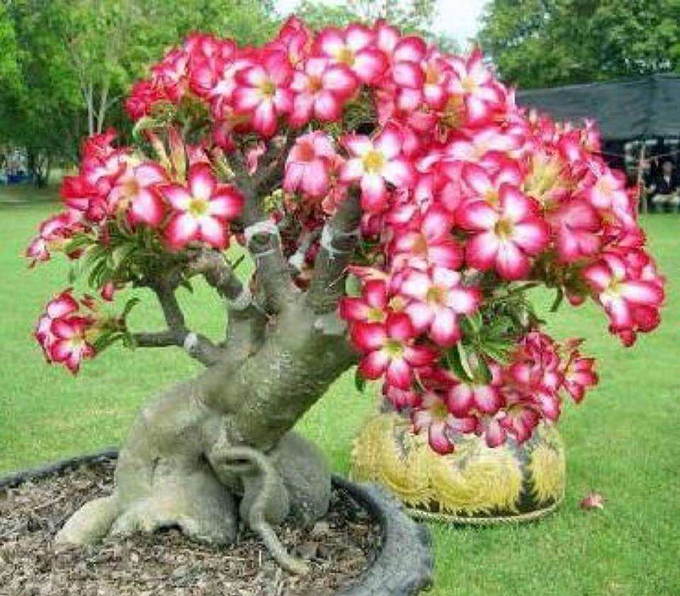 Perbedaan Klasifikasi Bonsai  Adenium dengan Bonsai  Kamboja 