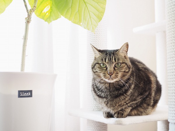 キャットタワーからこっちを見ているキジトラ猫
