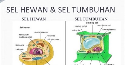 Inilah Perbedaan Sel  Hewan  dan Sel  Tumbuhan