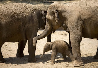 Newborn Asian elephant calf