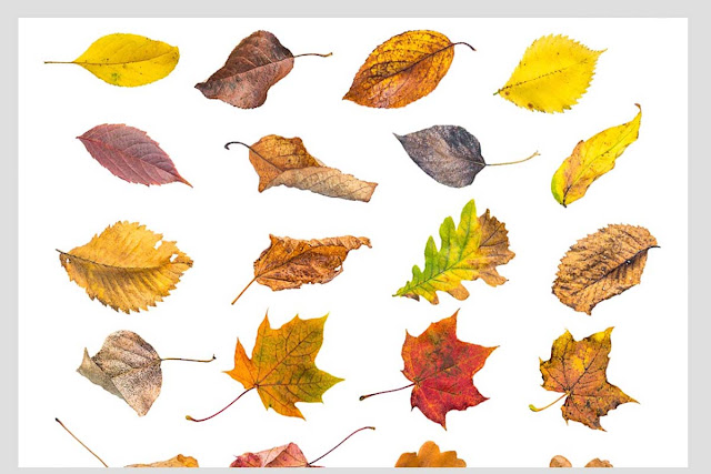 50 Autumn Leaves Overlays