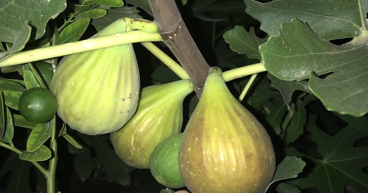 Perretta Fig Var Tin