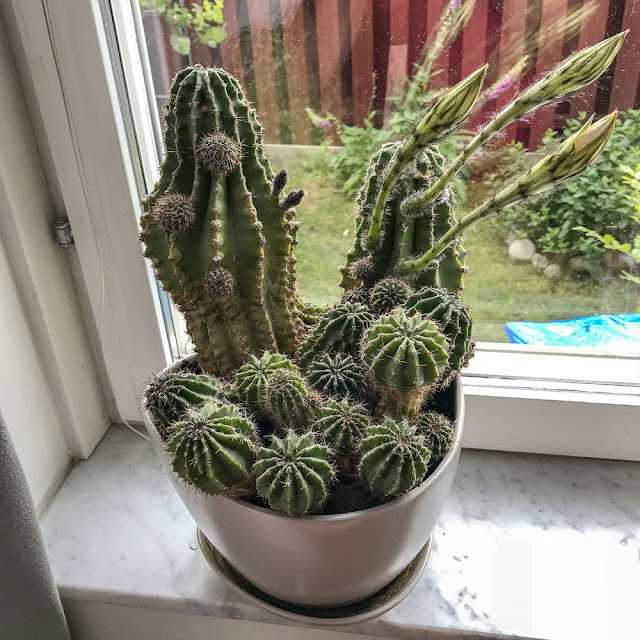 kaktus med kaktusblommor kaktus, kaktusblommor