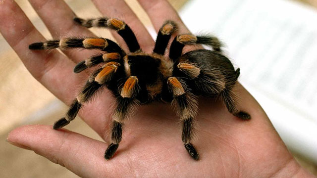 Tarantula Tarantula