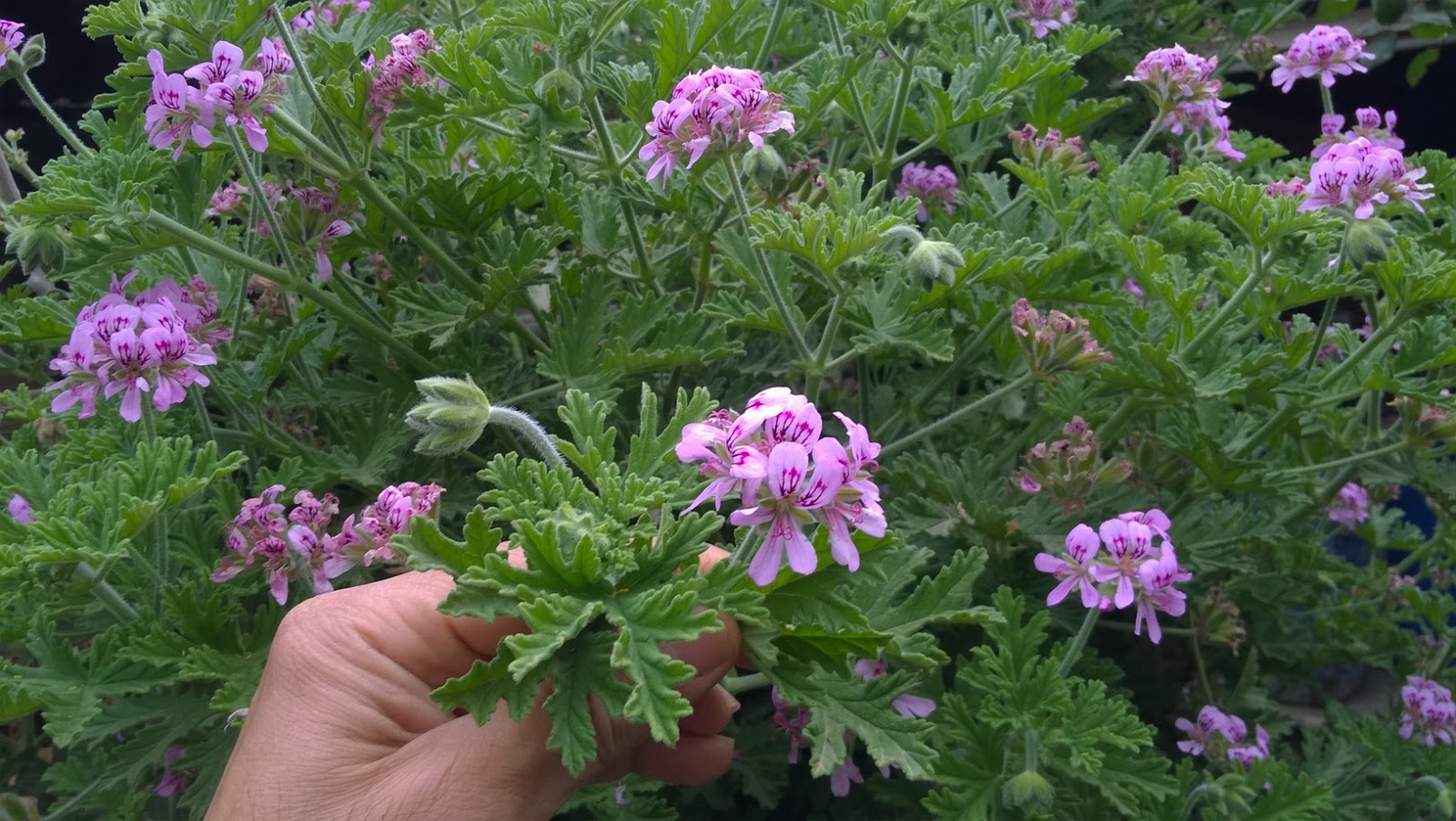 GROWING AROMATIC PLANTS AND HERBS