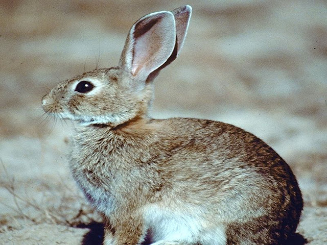 El conejo - Oryctolagus cuniculus-  es una especie originaria de la Península Ibérica