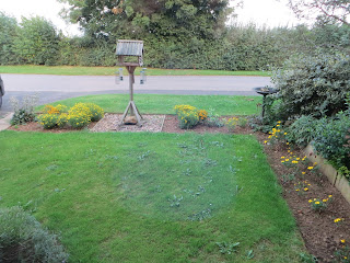 Marigolds and tagetes