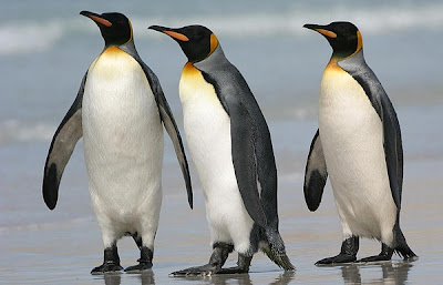 El pingüino es un ave, no un pájaro