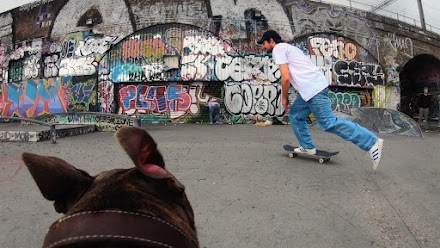 Fatman the Dog | Skaten aus der Hunde-Perspektive gefilmt 