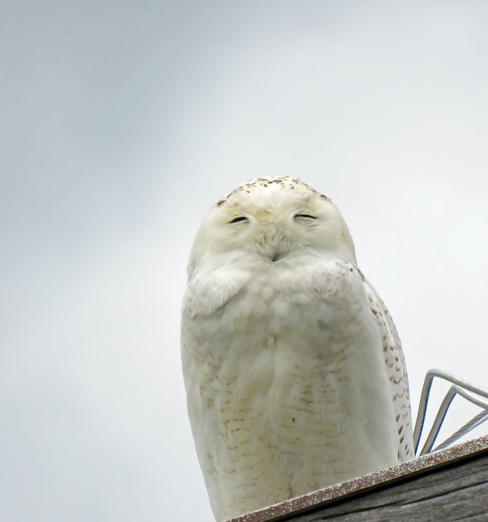 Life, Birding, Photos and Everything Snowy Owl in Kentucky