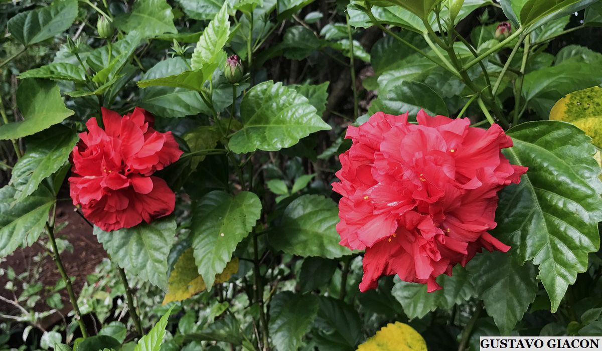 Viveiro Ciprest Plantas Nativas e Exóticas Hibisco Vermelho Dobrado
