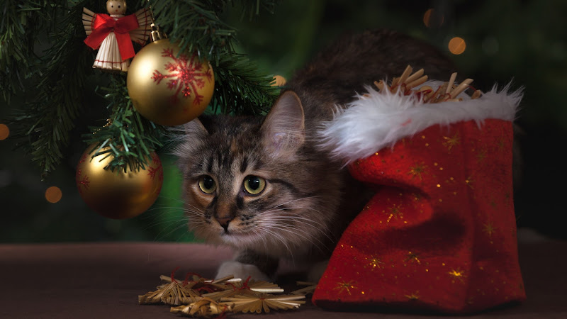 Kitty Cat and Christmas Decorations