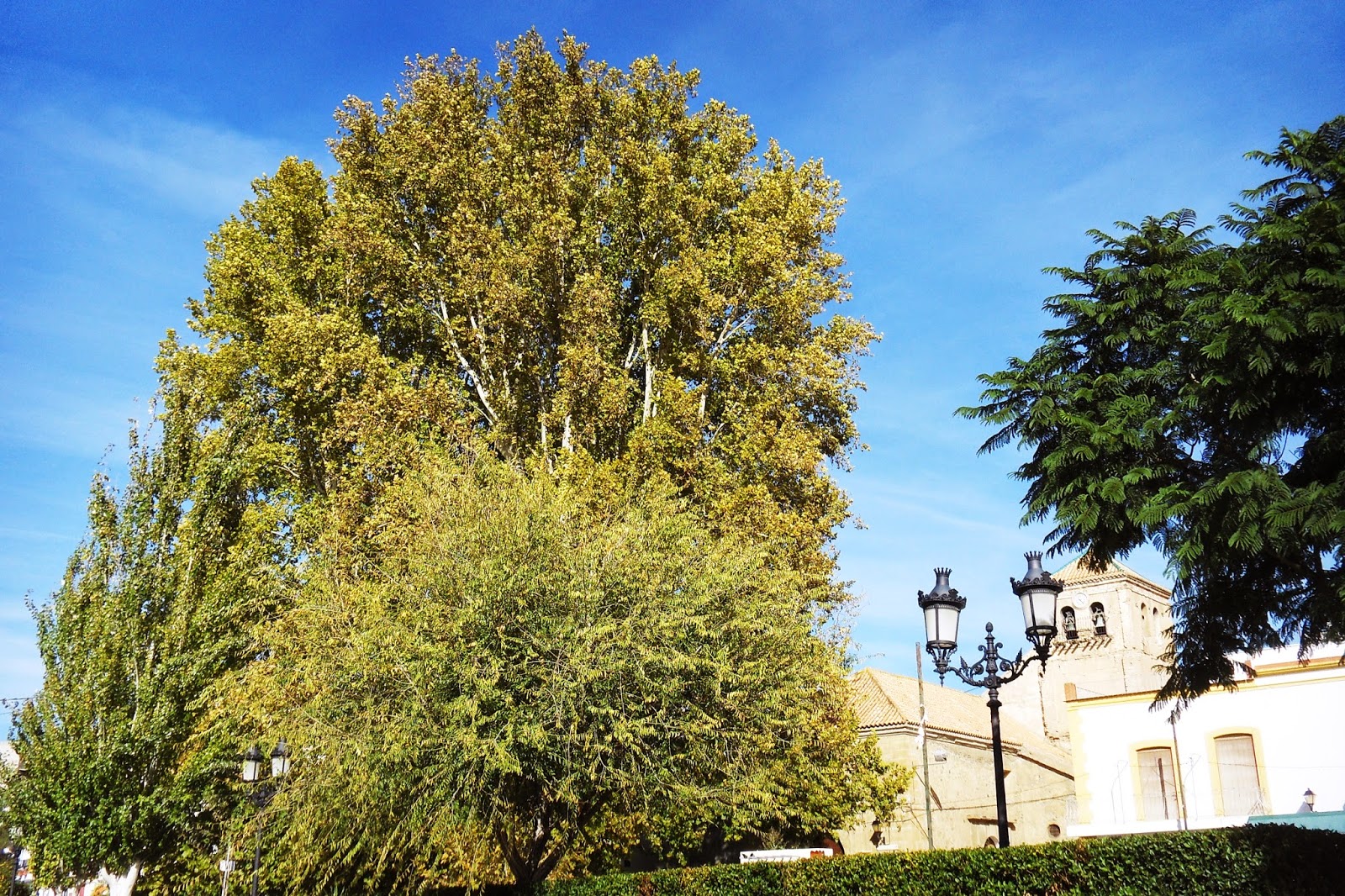 Foto de Árboles centenarios Siglo XIX en Santa Cruz de Marchena, Almería