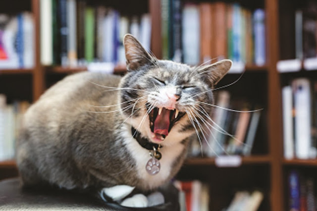 Bookstore cats|Glitterati Incorporated