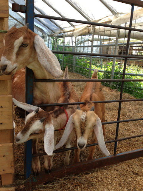 Seal Cove Goat Farm and Cheese Seal Cove Goat Farm and Cheese