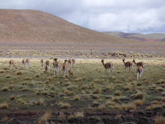 Bicunas, animals of the family of the lamas