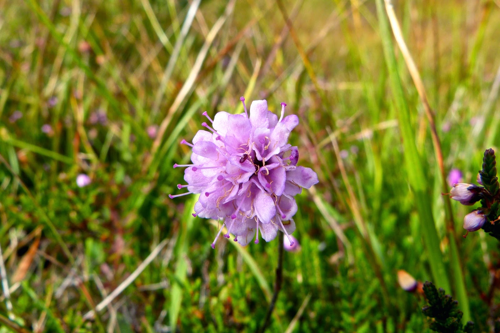 A Kilchoan Diary: Three Colours of Scabious
