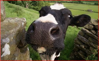 Cute Funny Animalz: Funny And Crazy Cow's Images 2012