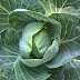 Cabbage (Patra Kobi); Compositions, Medicinal Uses, Contraindications.