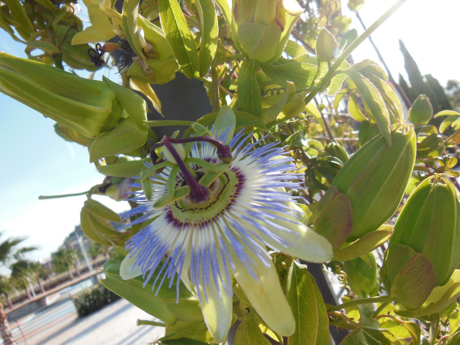 Passiflora