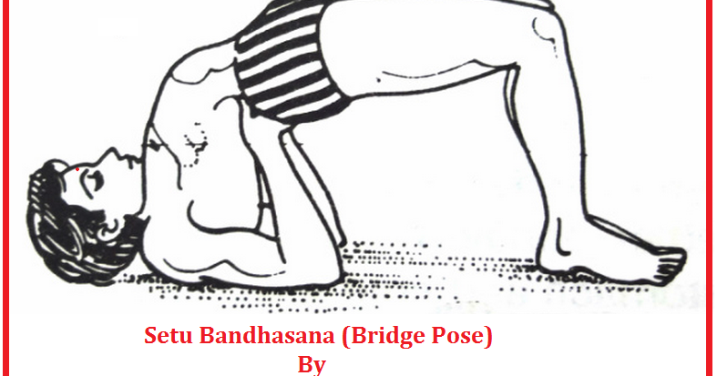 Girl takes yoga bridge pose woman makes pilates Vector Image