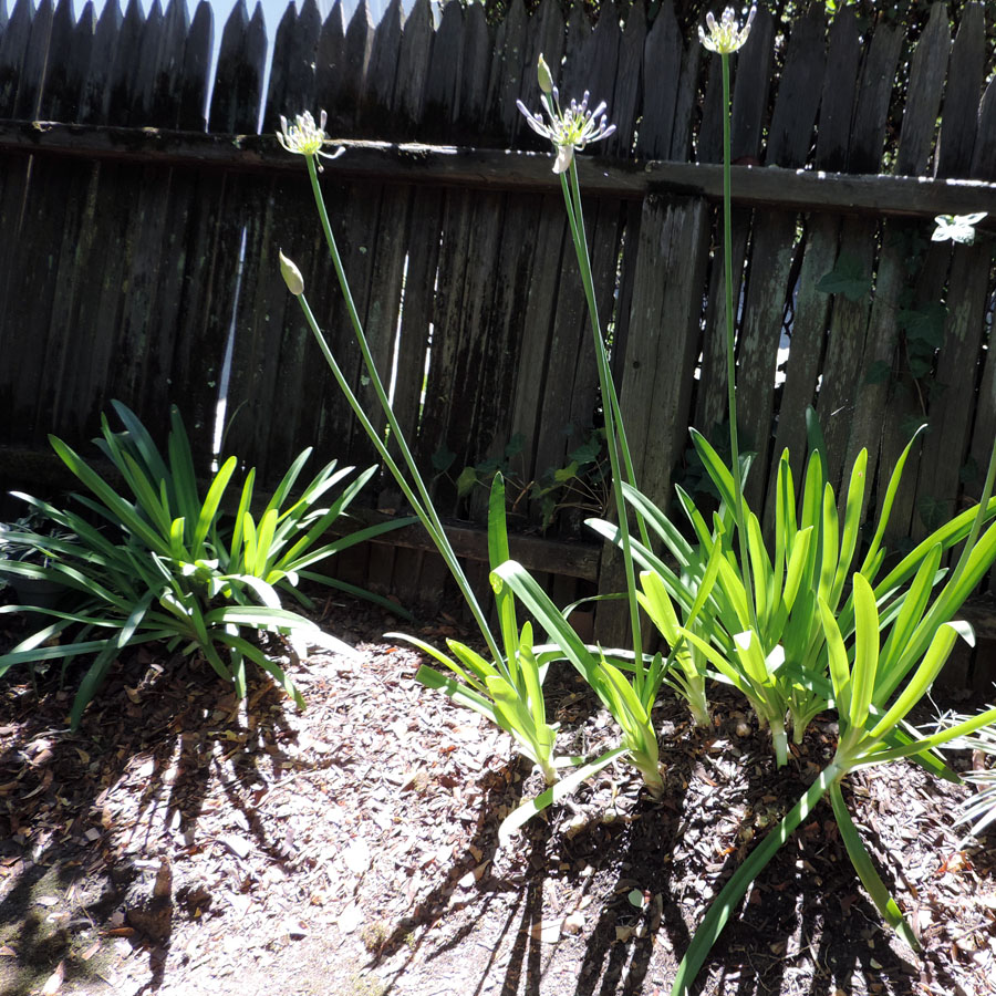 Eden By The Bay Plant Propagation Dividing