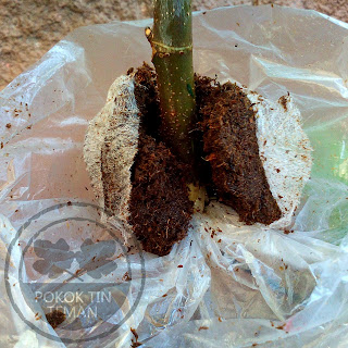 Pengetutan Pokok Tin Pengetutan Pokok Tin