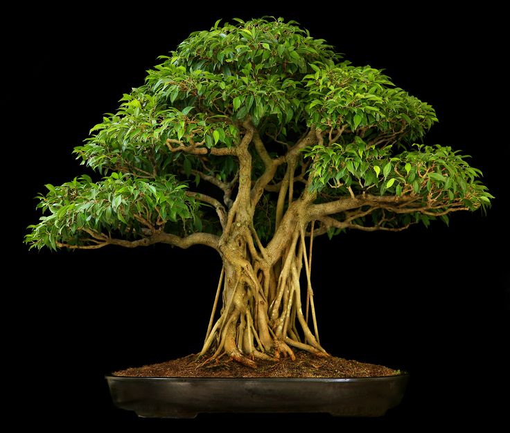 From You Flowers - Barbados Cherry Indoor Potted Bonsai For Birthday Anniversary Get Well Congratulations Thank You All Occasions