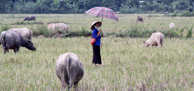 Retour à Diên Biên Phu, les collines des combats IMG_0969