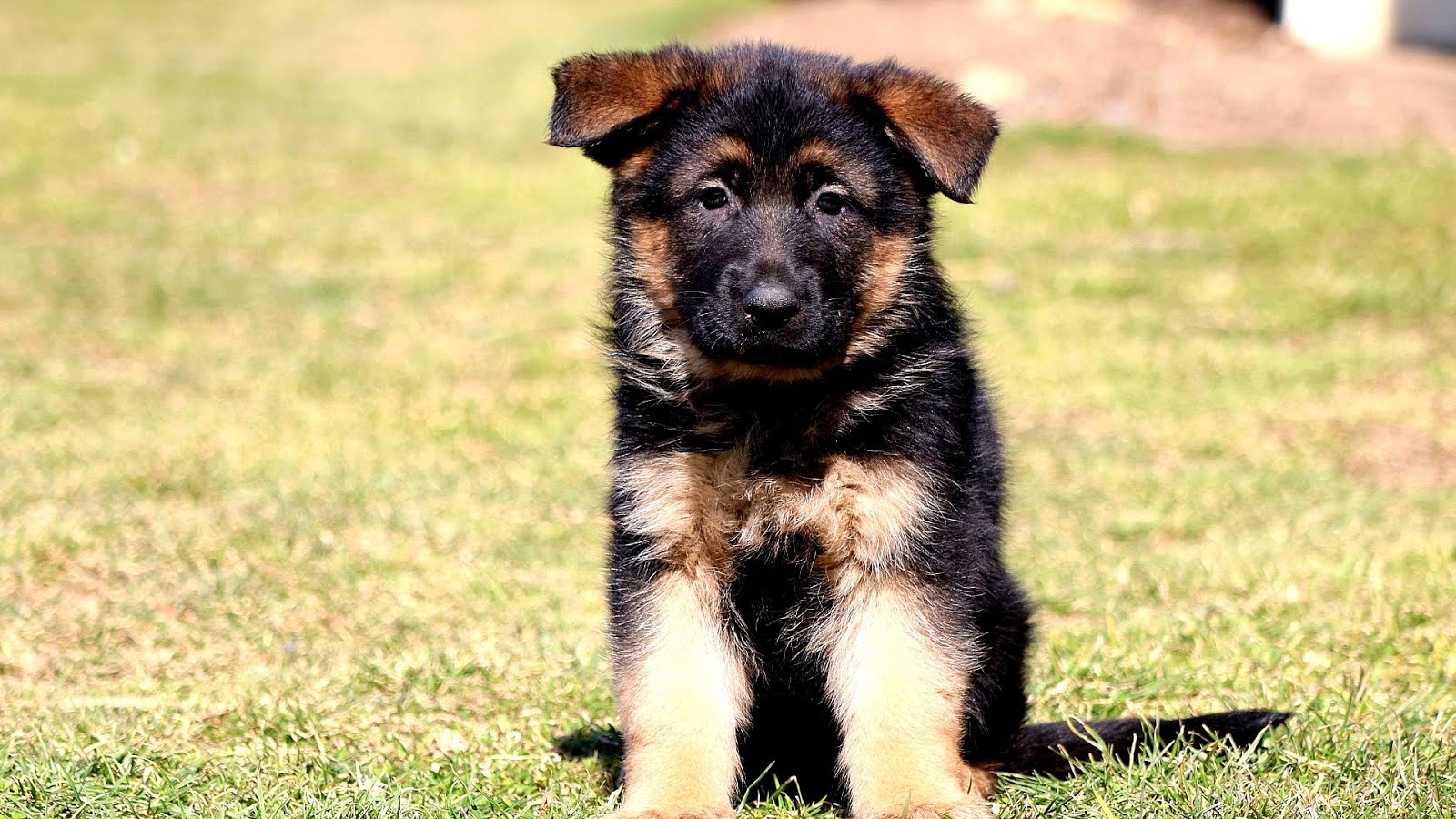 German Shepherd Puppies For Sale In Lancaster Pa - German Choices