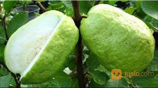 Top ! 7 Benefits of Behind Fresh Guava Fruits - Healthy T1ps Top ! 7 Benefits of Behind Fresh Guava Fruits - Healthy T1ps