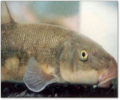 Fishbazar Types of Fishes and there Foods