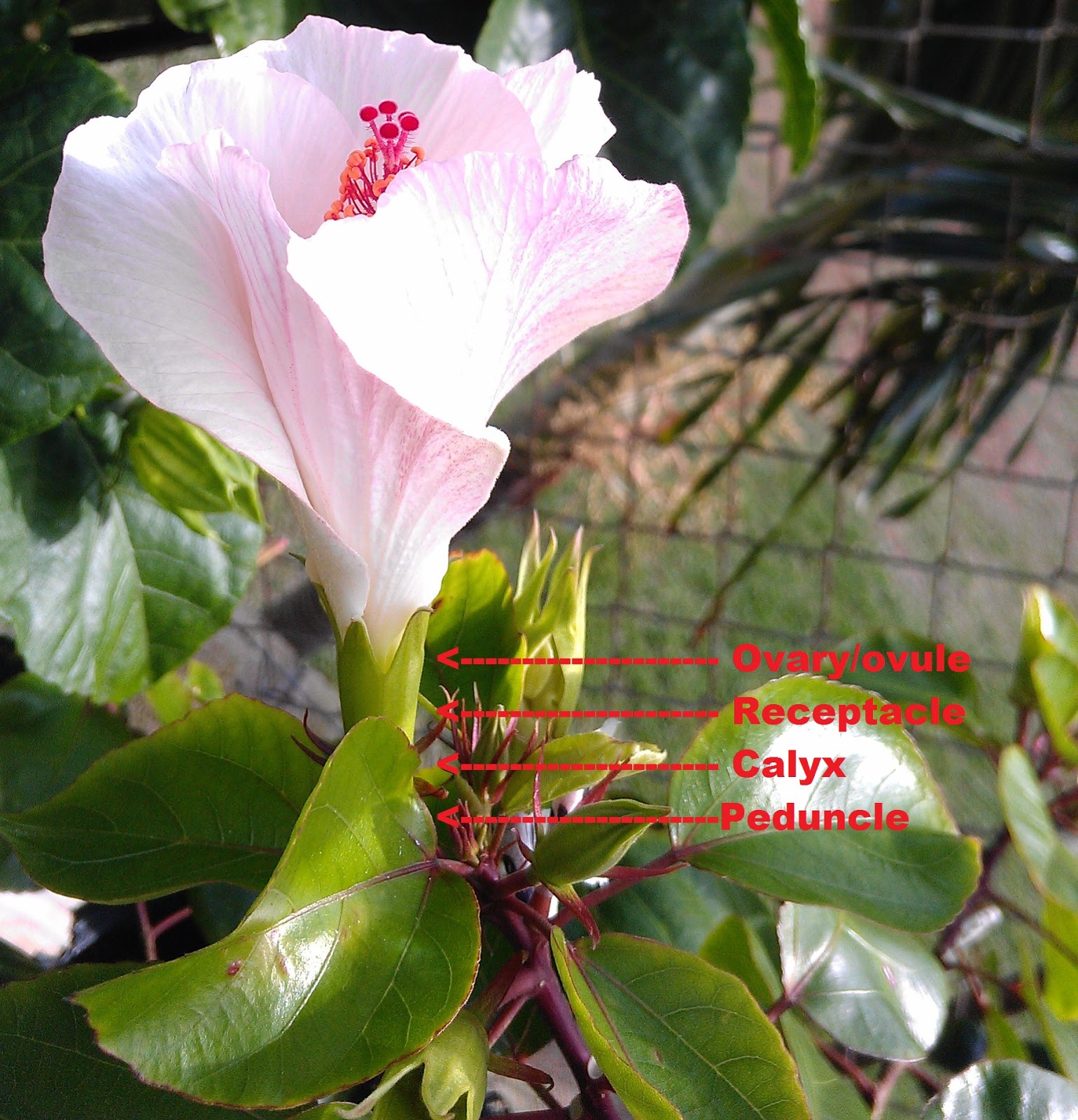 Kapu Gardens HowTo Hybridize Hibiscus