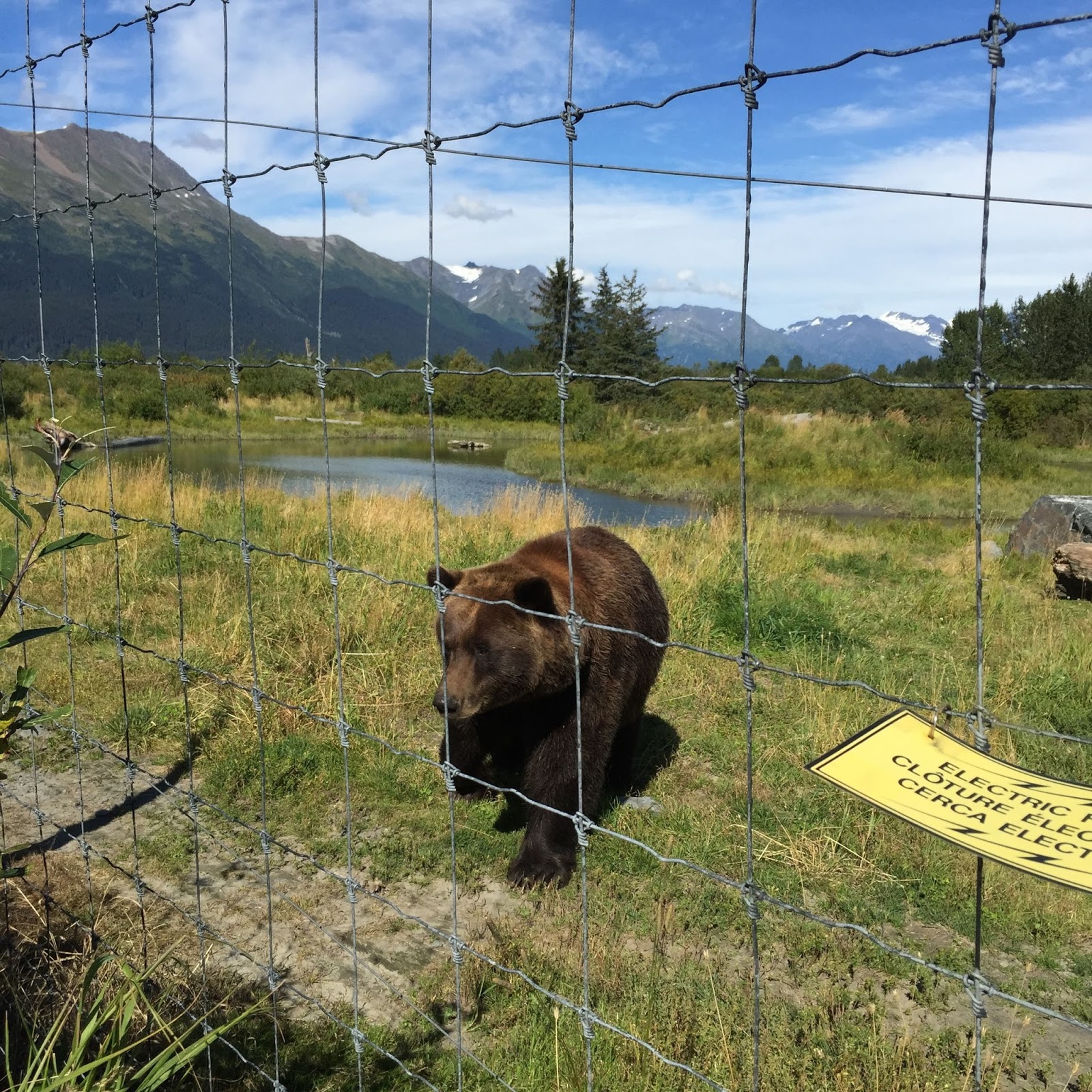 Life Alaskan Style: Alaska Wildlife Conservation Center: Portage, Alaska
