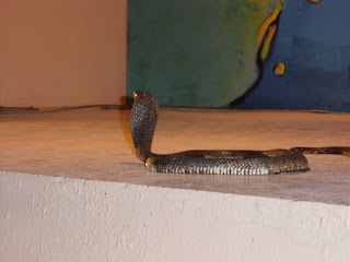 Tunisia 2003 cobra