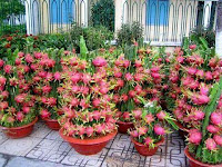 Tabulampot Buah Naga: Teknik Budidaya Ruang Terbatas dan Hasil Maksimal