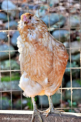 chicken roost roosts need know chickens lifeatcobblehillfarm roosting trees perch sleep branch lori farming