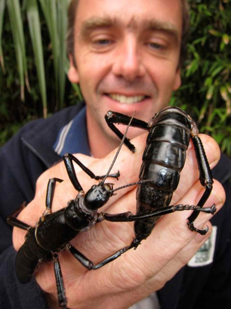 Giant Stick Insects "Tree Lobster" Discovered at Ball's Pyramid in