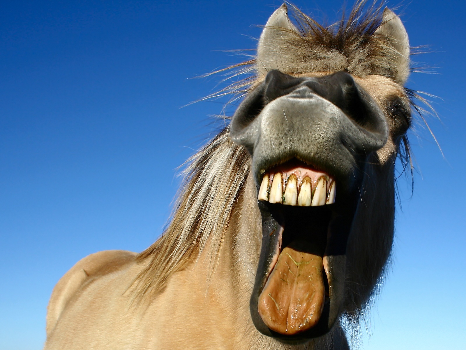 Смешной звук смеха. Конь ржет. Смешная лошадь. Лошадь смеется. Ржание лошади.