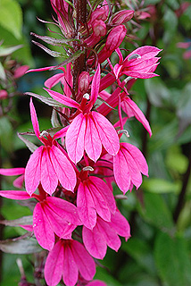 ロベリアファンミックス／ベニバナサワギキョウ