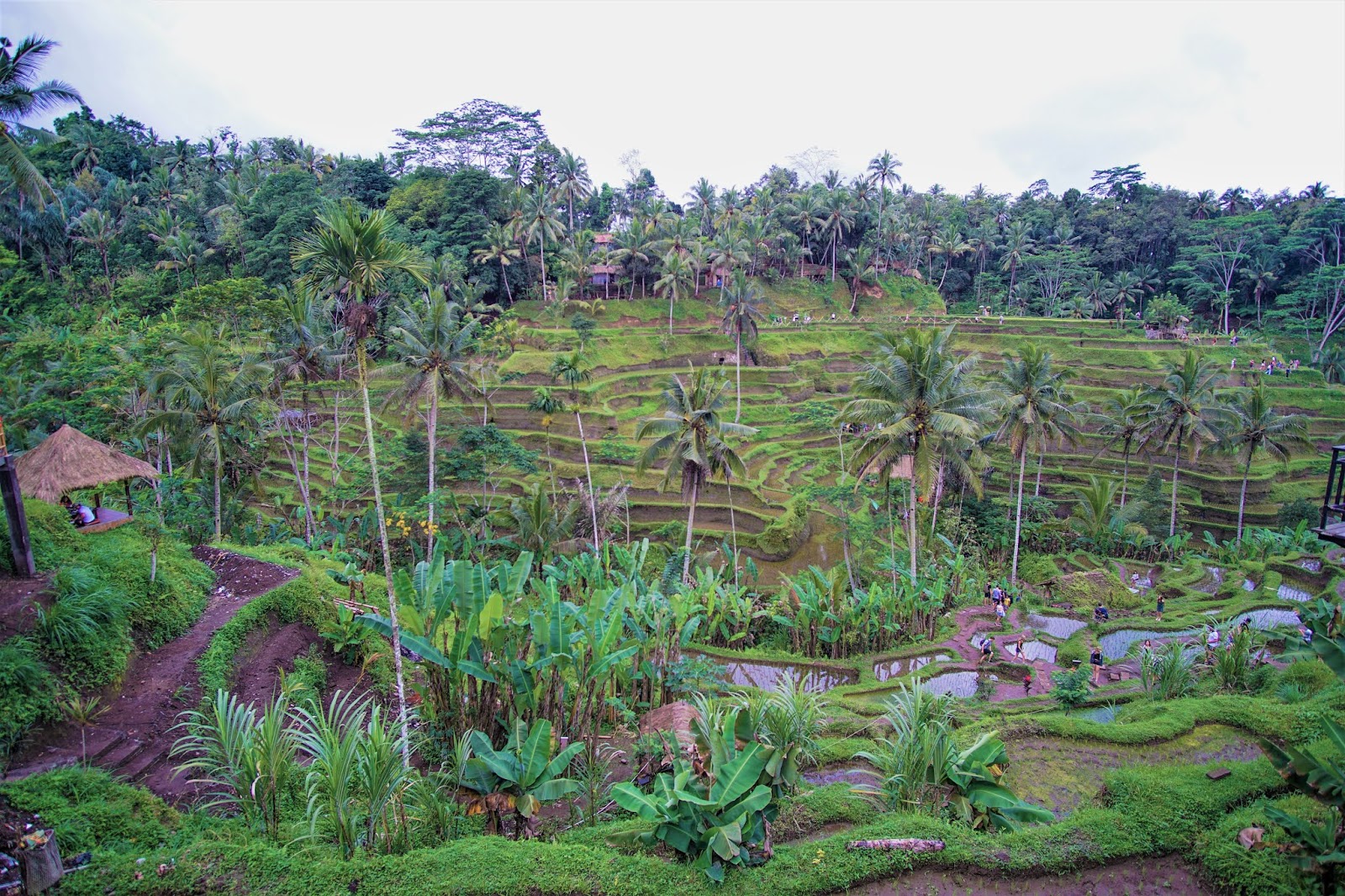 Tegallalang Rice Terrace Most Photographed Rice Fields In Bali