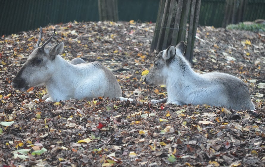 ZOOTOGRAFIANDO (6.096 ANIMALS) RENO SALVAJE / REINDEER (Rangifer tarandus)