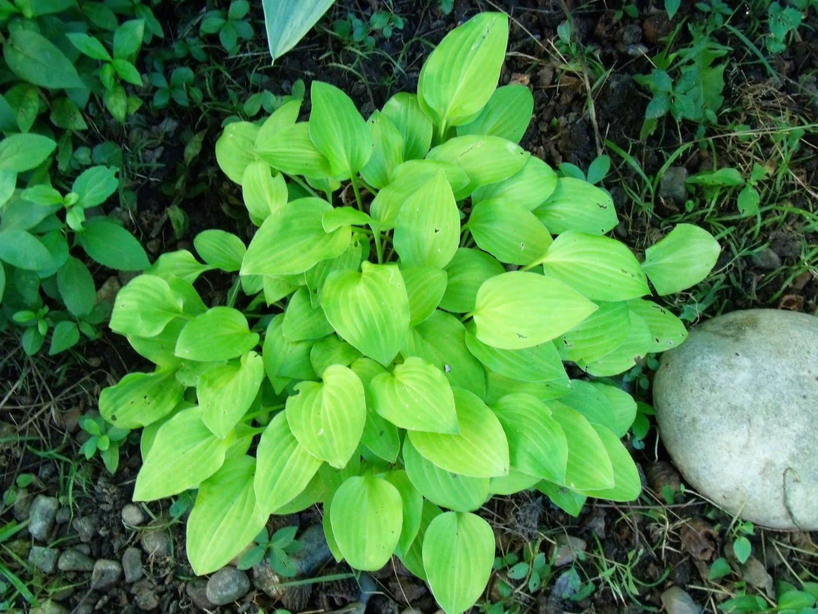 Gear Acres at Top of the Hill: Miniature Hostas