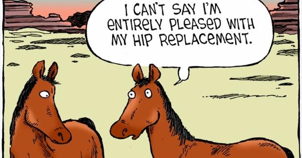 horse hip replacement cartoon silly bunt funny horse hip replacement horse hip replacement cartoon silly bunt